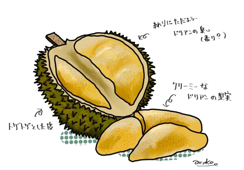 ドリアンの説明イラスト