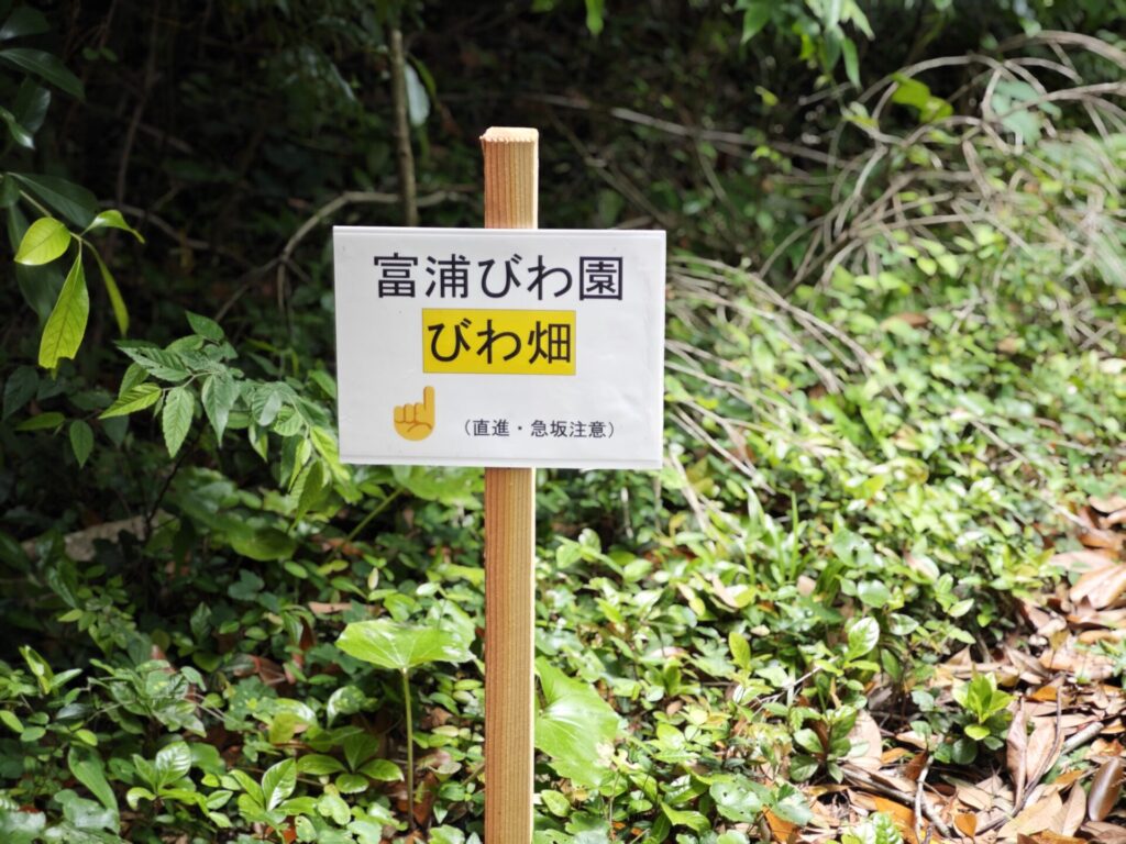 富浦びわ園のびわ畑への看板