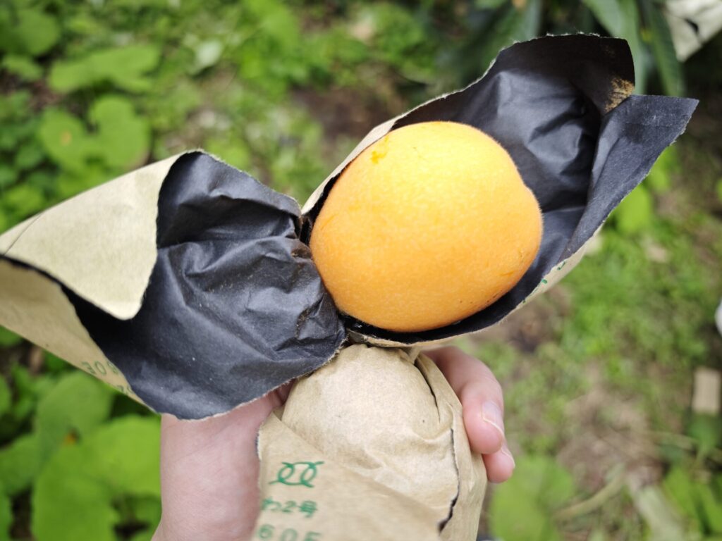 木からもいで、袋をやぶったびわの写真