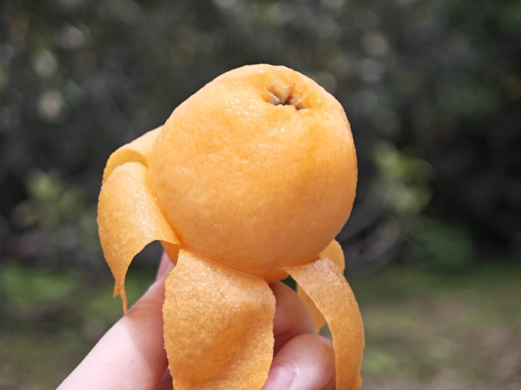 皮を剥いて瑞々しいびわの写真