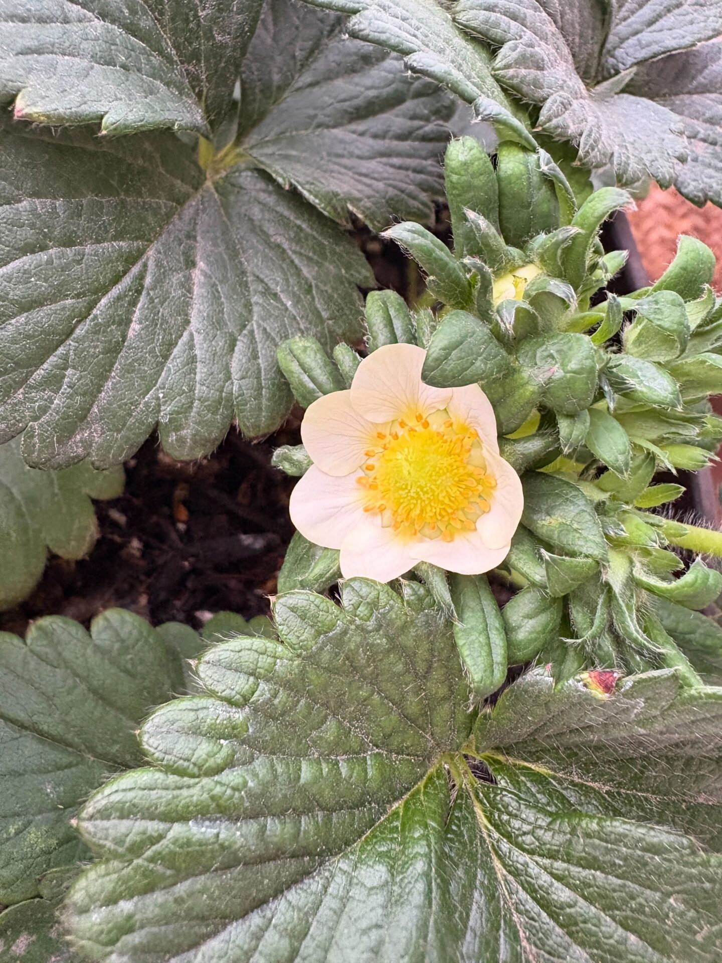 とちおとめの花の写真