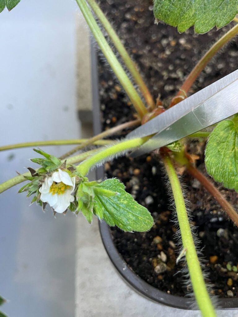 イチゴの花をハサミで切る様子