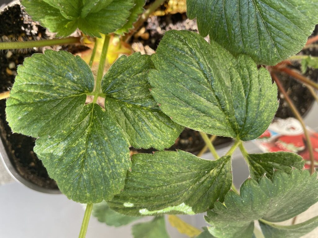 ハダニの被害にあったイチゴの葉
