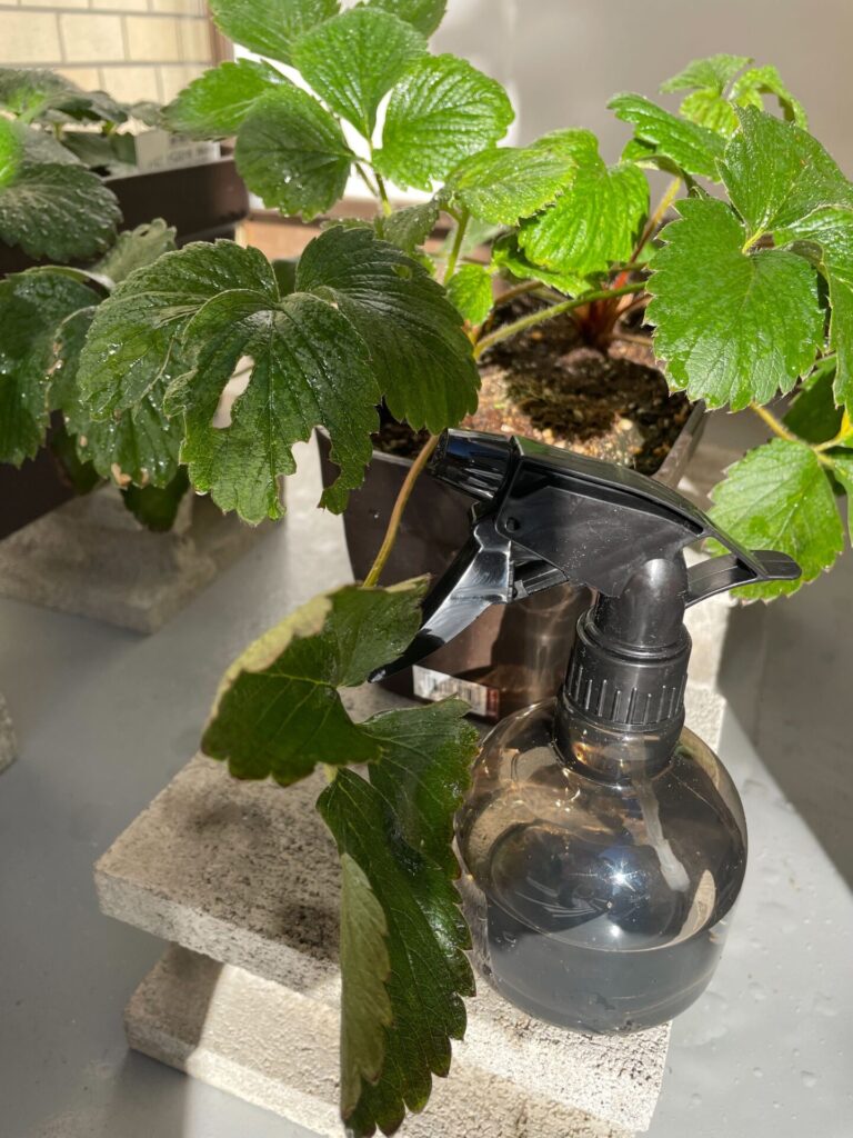 イチゴの苗と駆除剤の入ったスプレーの写真