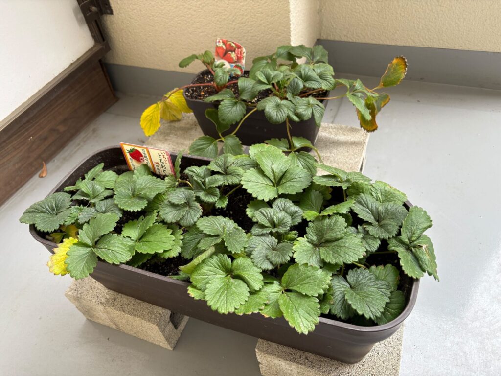 休眠中のとちおとめと紅ほっぺ