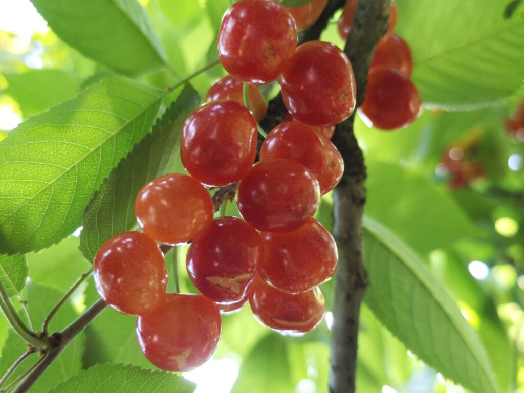 たくさん実ったさくらんぼのアップ