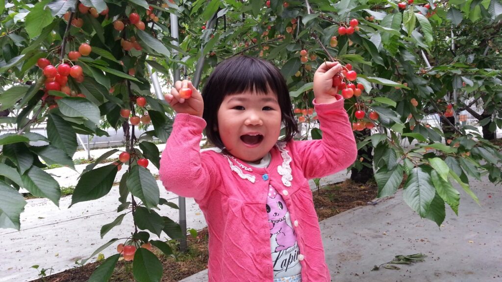 さくらんぼ狩りをする女の子の写真