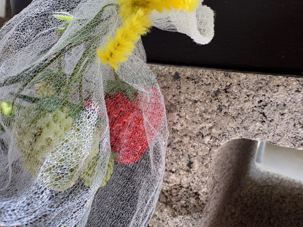 鳥対策で排水溝用のネットをかぶせたいちごの写真