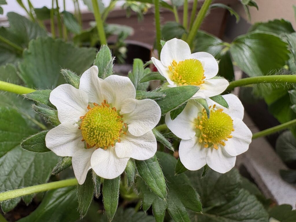 とちおとめの花の写真