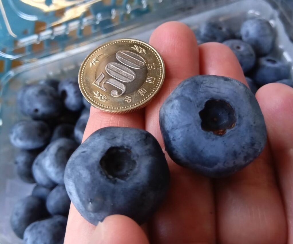 500円玉より大きいブルーベリー(クレイワー)の写真