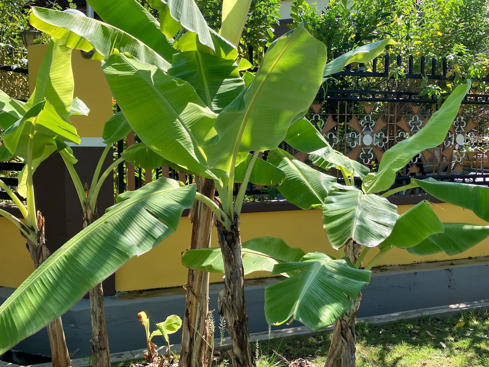 バナナの木の写真