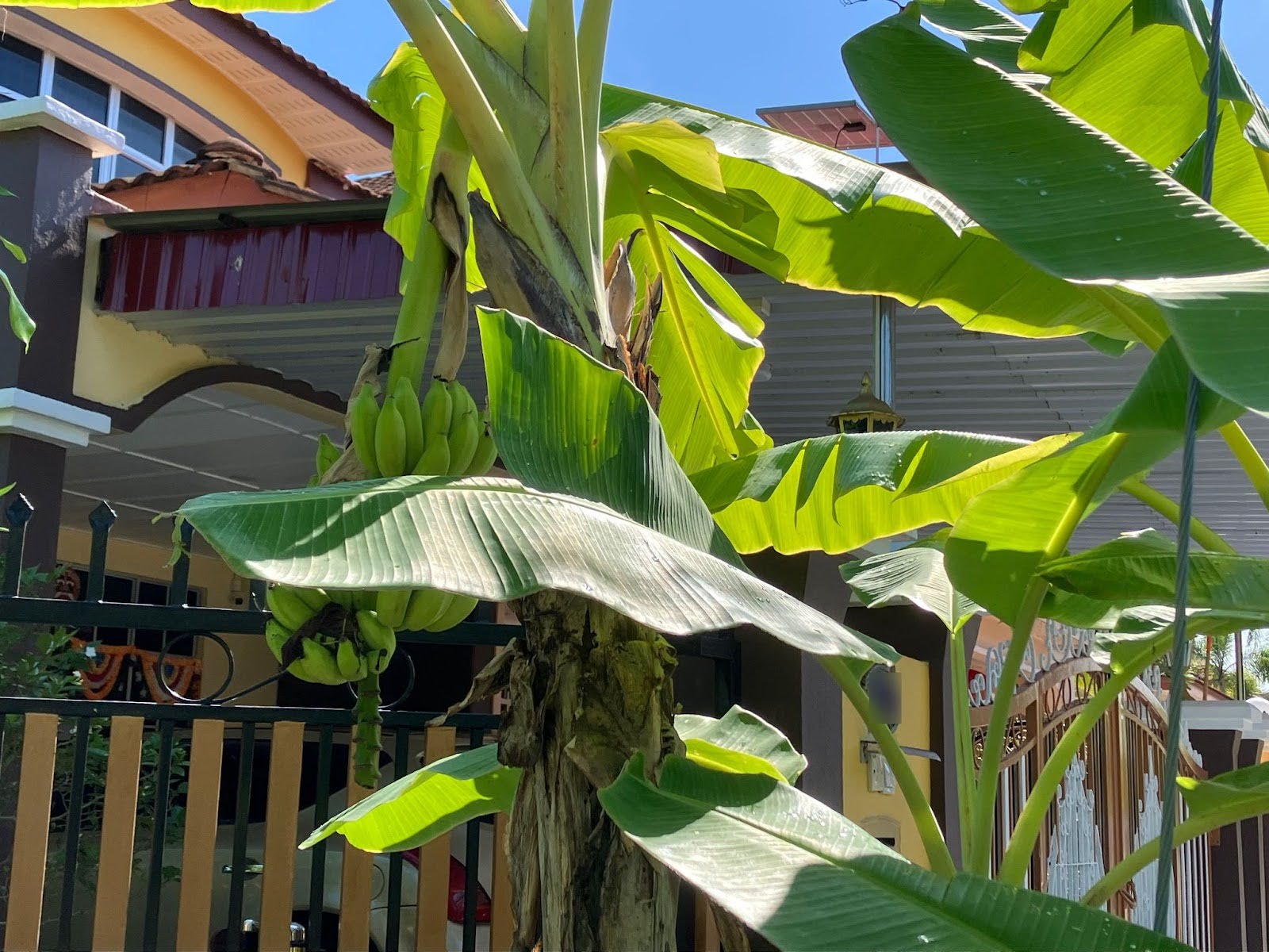 建物の近くでバナナの木が育っている様子