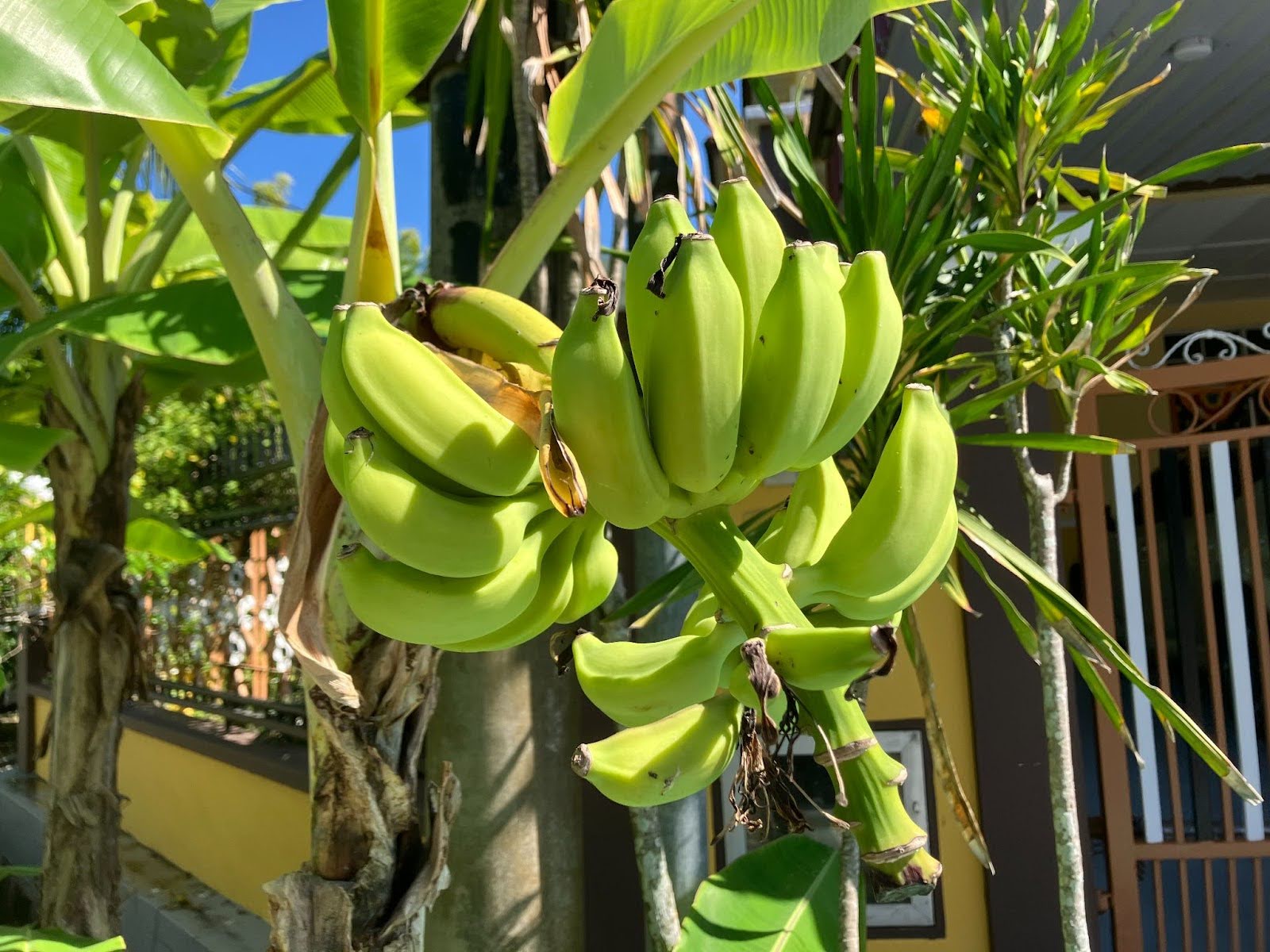 マレーシアのバナナの木の写真