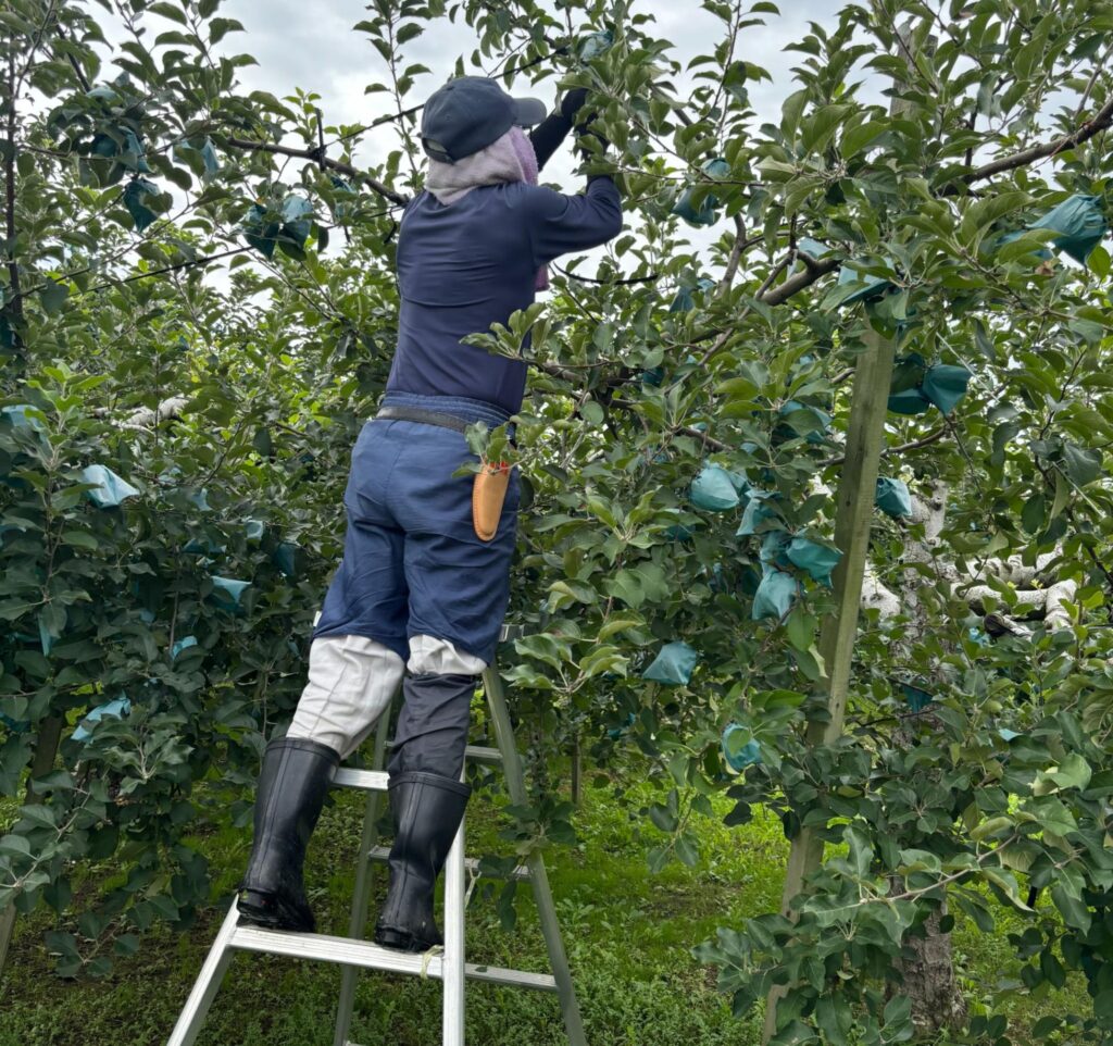高い場所のりんごを手入れする様子