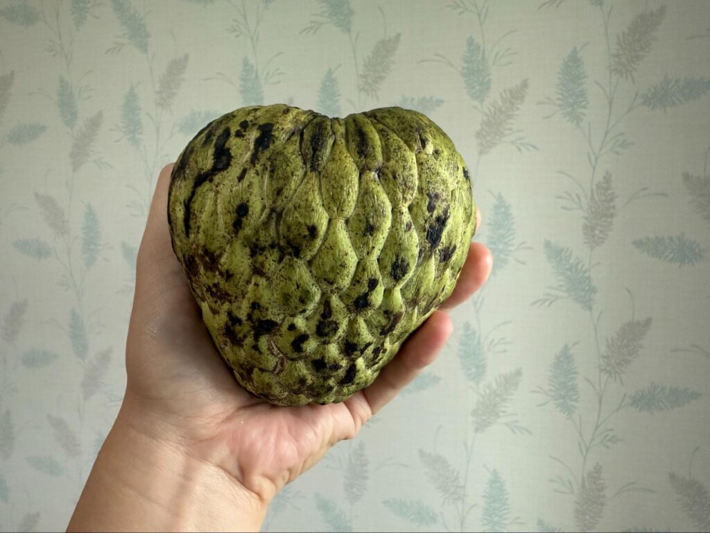 アテモヤを手に持った写真