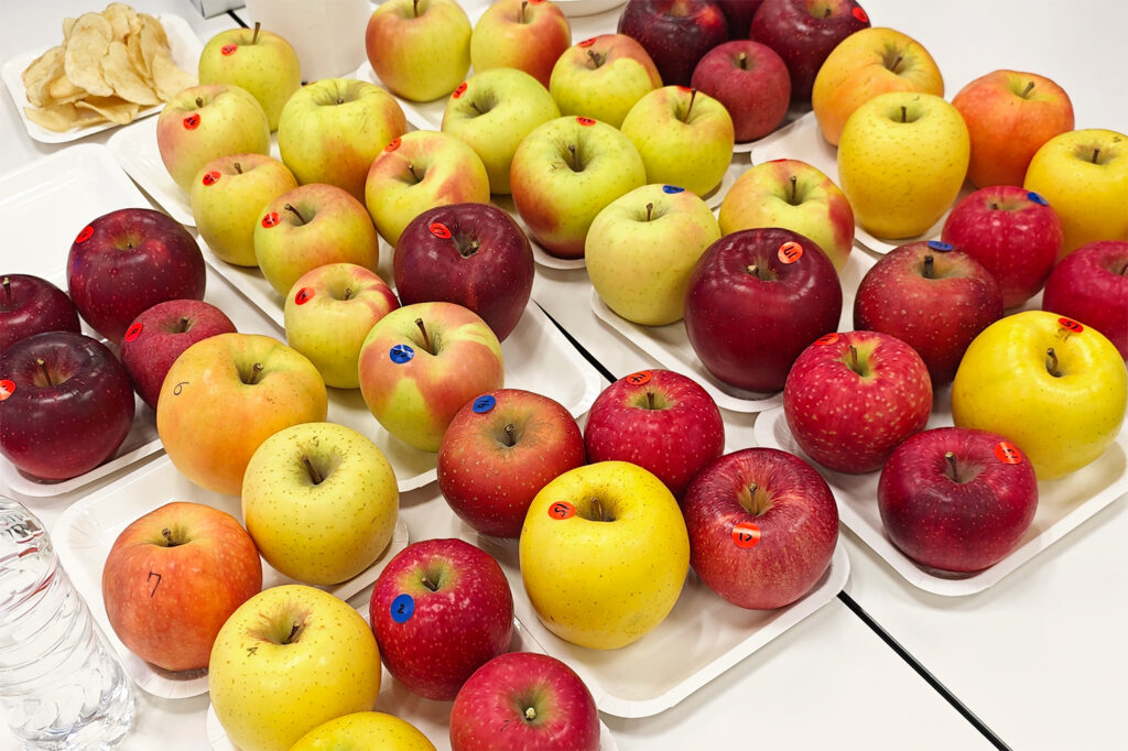 審査用に並べられたカラフルなりんご