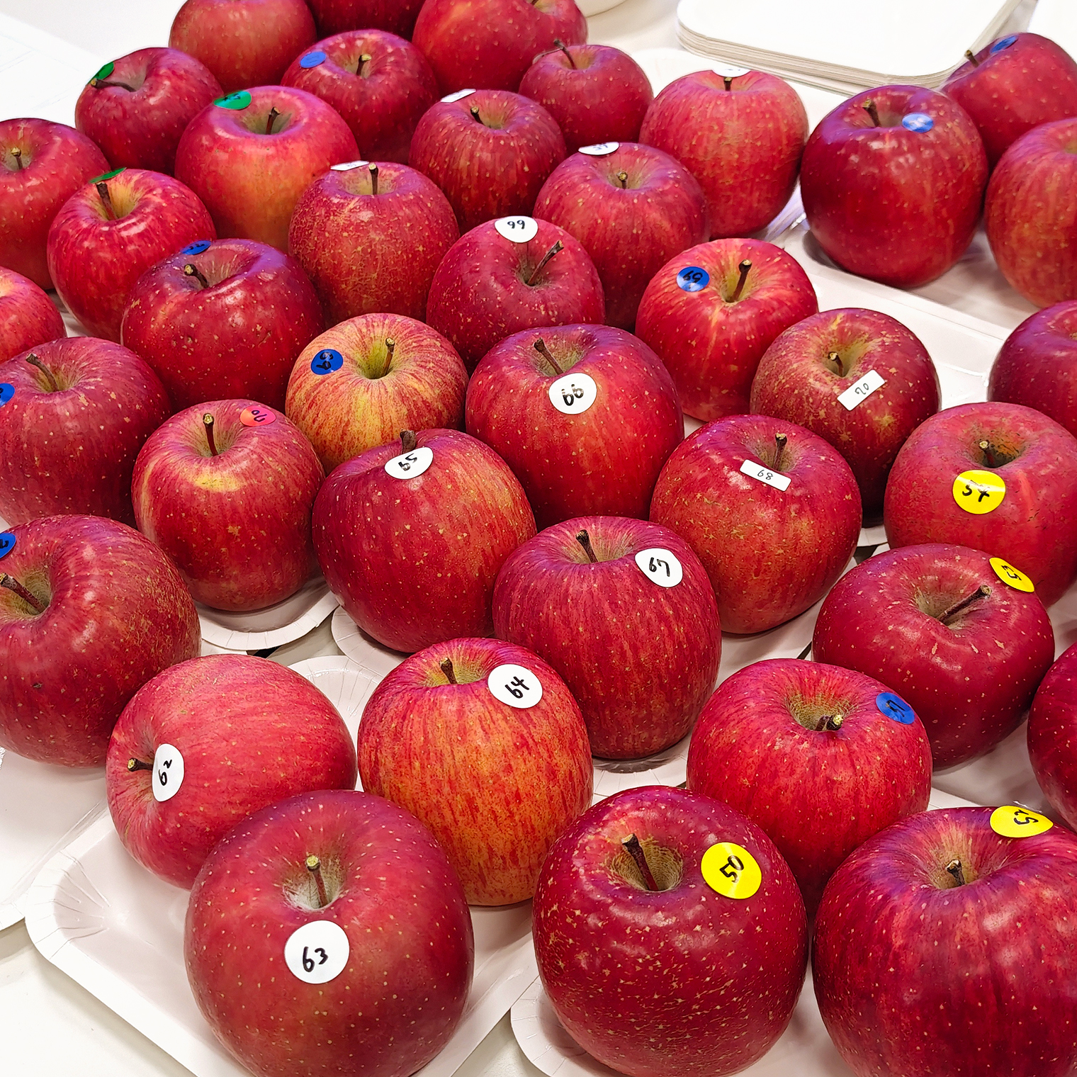 たくさん集まった真っ赤なりんご