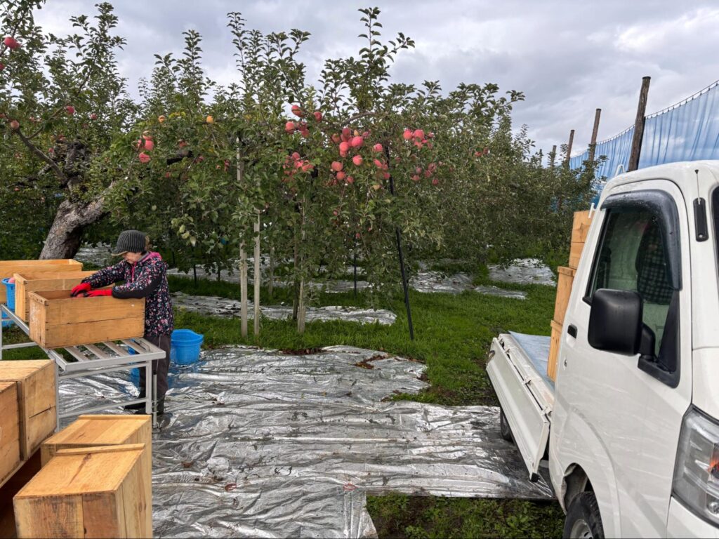 リンゴ畑の傍に軽トラックが停まっている写真。リンゴの木の近くには収穫用の木箱が並んでいる。