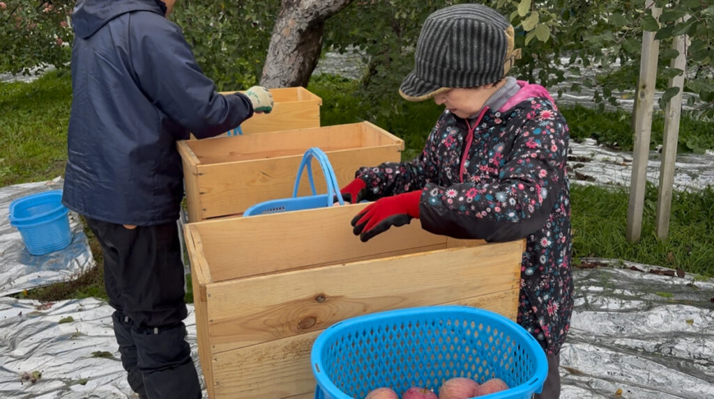 りんごを収穫用のかごから木箱に移す様子