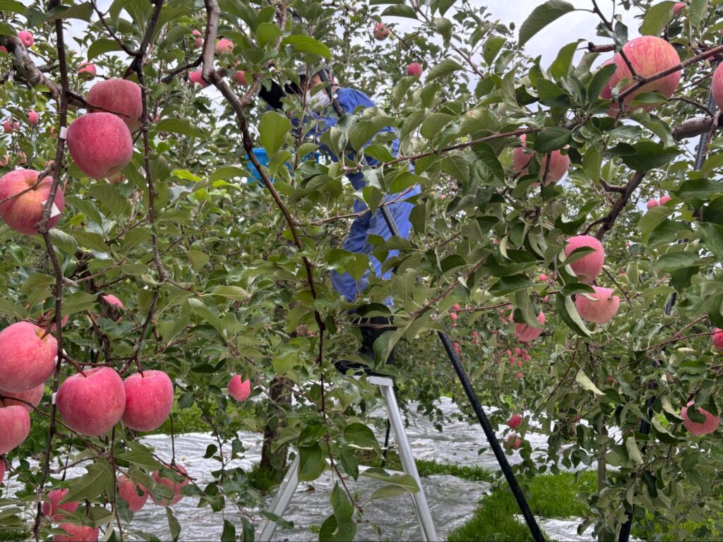 かごを片手に梯子にのぼり、木の上部に実ったりんごを収穫する様子