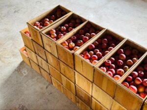 積みあがったりんごでいっぱいの木箱の写真