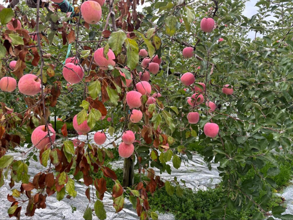 りんごの重みで枝が下がっている