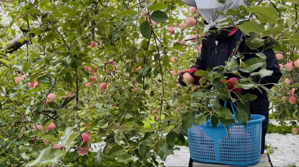 りんごを収穫する様子
