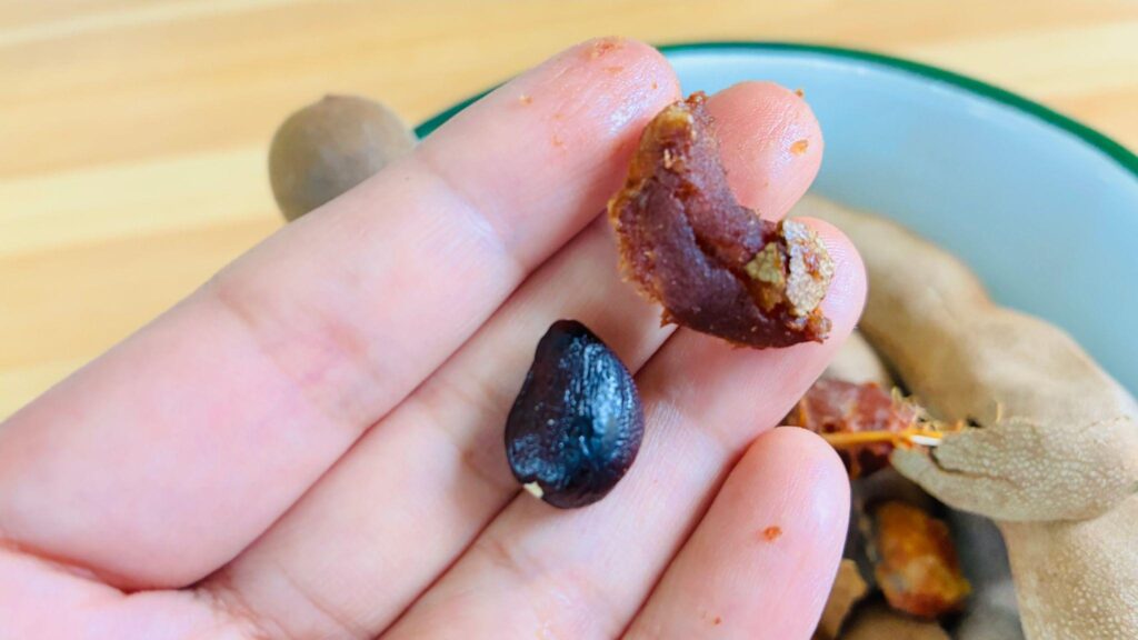 黒くて硬いタマリンドの種とやわらかい果肉を手のひらににのせた写真