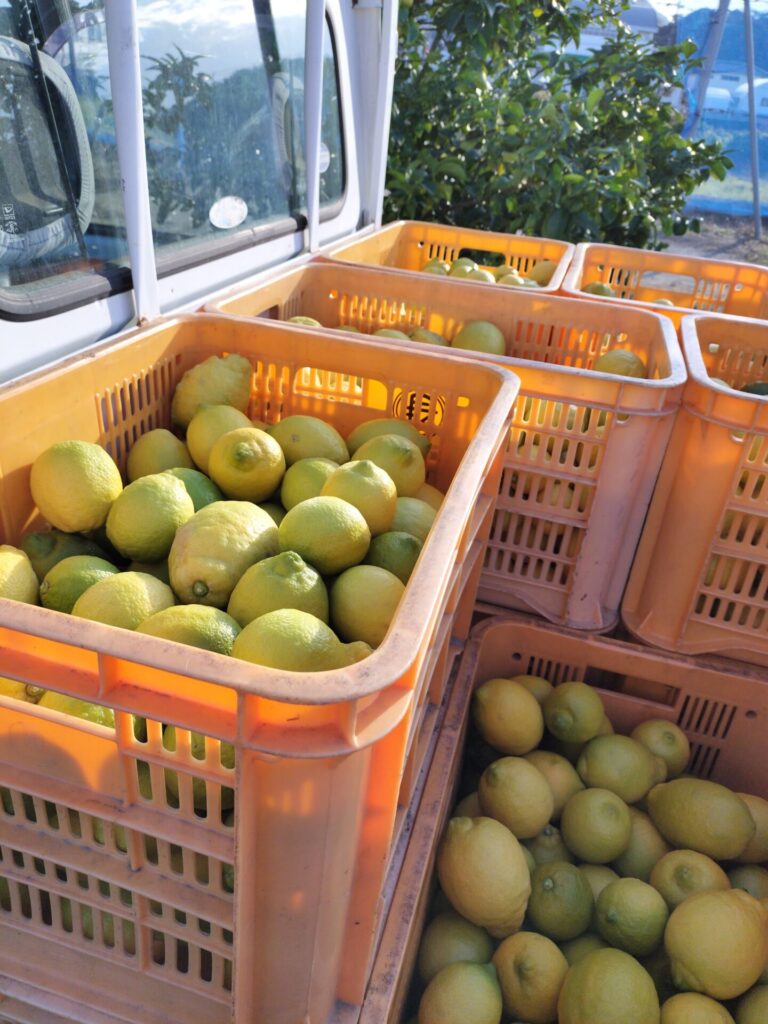 収穫された国産レモン