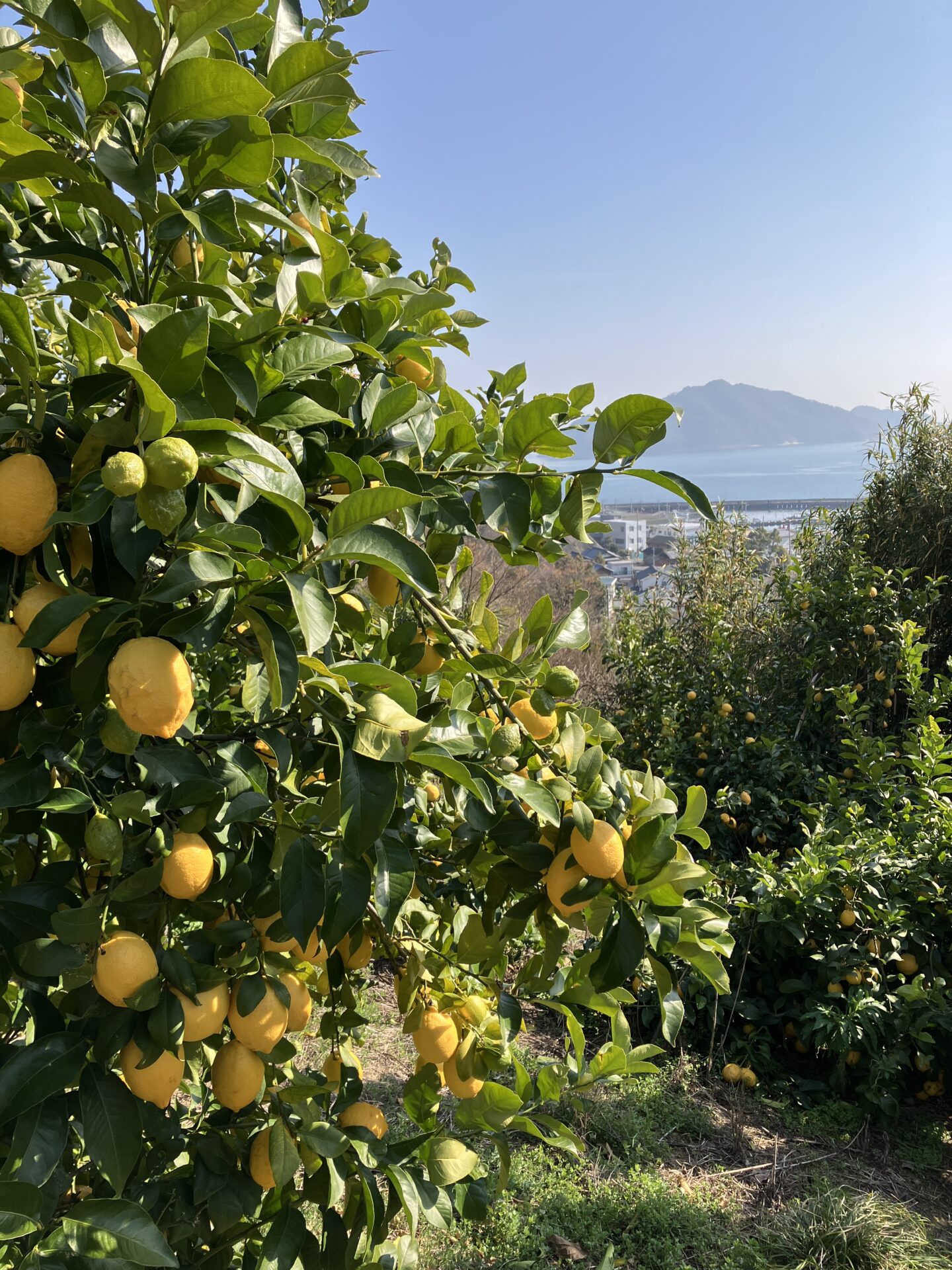 瀬戸内海とレモン